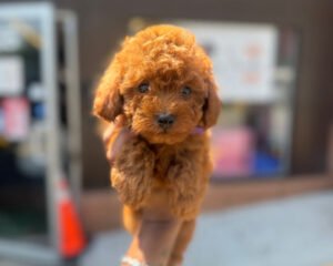 Red Male Toy Poodle 🐩 (D
