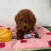 Red Female Micro Poodle 🐩 (Deposit Only ‼️Please Read The Description Below‼️)