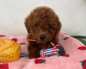 Red Female Micro Poodle 🐩 (Deposit Only ‼️Please Read The Description Below‼️)