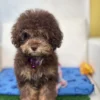 Chocolate Phantom Female Toy Poodle (Deposit Only ‼️ Please Read DESCRIPTION Below‼️)