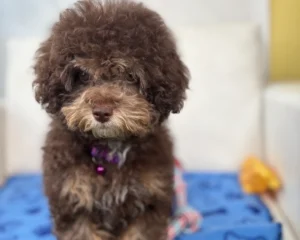 Chocolate Phantom Female Toy Poodle (Deposit Only ‼️ Please Read DESCRIPTION Below‼️)