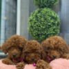 Female Red Teacup Poodle 🐩 (Deposit Only, Please Read The Description Below‼️)