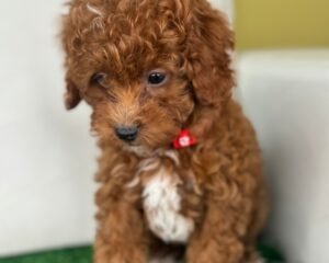 Male Red Toy Poodle (Deposit Only Please Read The DESCRIPTION Below‼️