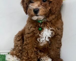 Red Male Toy Poodle (Deposit Only ‼️ Please Read DESCRIPTION Below‼️)