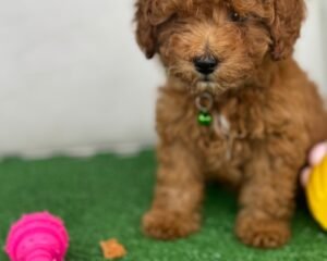 Female Toy Poodle (Deposit Only‼️Please Read The Description Below‼️)