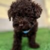 Female Chocolate Teacup Poodle 🍫Deposit Only‼️ (Please DESCRIPTION Read Below‼️)