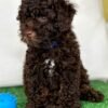 Chocolate Male Toy Poodle 🍫‼️ (Deposit Only Please Read The DESCRIPTION Below‼️