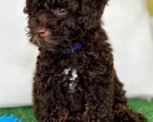 Chocolate Male Toy Poodle 🍫‼️ (Deposit Only Please Read The DESCRIPTION Below‼️