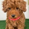 Male Red Toy Poodle (Deposit Only‼️Please Read The Description Below‼️)