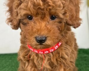 Male Red Toy Poodle (Deposit Only‼️Please Read The Description Below‼️)