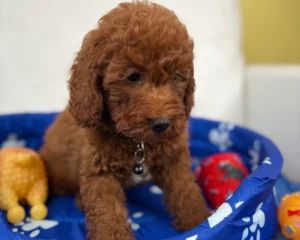 Super Red Male Toy Poodle (Deposit Only, Please Read The Description Below‼️)