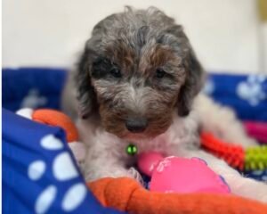Chocolate Merle Head Male Toy Poodle 🍫‼️ (Deposit Only Please Read The DESCRIPTION Below‼️