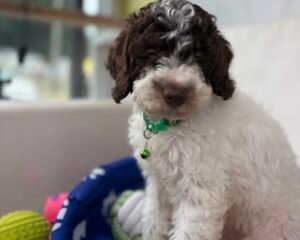 Party Colored Male Toy Poodle ‼️ (Deposit Only Please Read The DESCRIPTION Below‼️