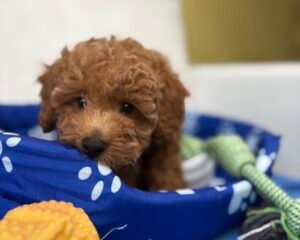 Male Toy Poodle 🍫‼️ (Deposit Only Please Read The DESCRIPTION Below‼️
