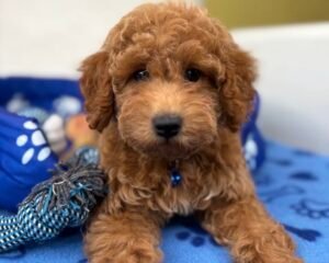Male Toy Poodle ‼️ (Deposit Only Please Read The DESCRIPTION Below‼️