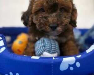 Male Brindle Merle  Toy Poodle ‼️ (Deposit Only Please Read The DESCRIPTION Below‼️
