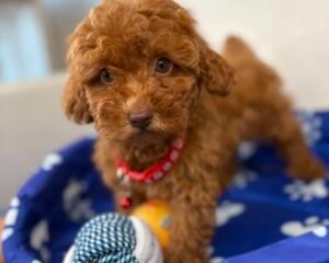 Red Male  Toy Poodle ‼️ (Deposit Only Please Read The DESCRIPTION Below‼️