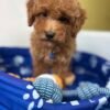 Male Red  Toy Poodle ‼️ (Deposit Only Please Read The DESCRIPTION Below‼️
