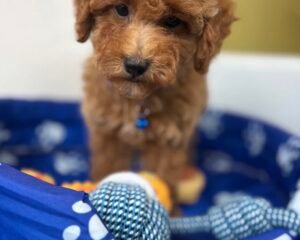 Male Red  Toy Poodle ‼️ (Deposit Only Please Read The DESCRIPTION Below‼️