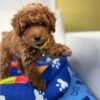 Red Male  Toy Poodle ‼️ (Deposit Only Please Read The DESCRIPTION Below‼️