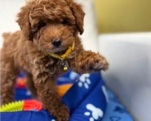 Red Male  Toy Poodle ‼️ (Deposit Only Please Read The DESCRIPTION Below‼️