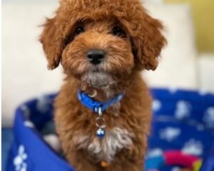 Male Toy Poodle ‼️ (Deposit Only Please Read The DESCRIPTION Below‼️