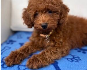 Male Red Toy Poodle ‼️ (Deposit Only Please Read The DESCRIPTION Below‼️