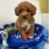 Female Red Toy Poodle ‼️ (Deposit Only Please Read The DESCRIPTION Below‼️