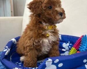 Red and white Female Toy  Poodle ‼️ (Deposit Only Please Read The DESCRIPTION Below‼️