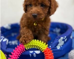 Super Red Female Toy  Poodle ‼️ (Deposit Only Please Read The DESCRIPTION Below‼️
