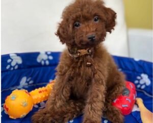 Super Red Male Toy  Poodle ‼️ (Deposit Only Please Read The DESCRIPTION Below‼️