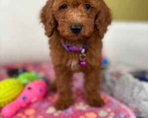 Red Female Mini Poodle PROMOTION Pup (Deposit Only ‼️Please Read The DESCRIPTION Below‼️)