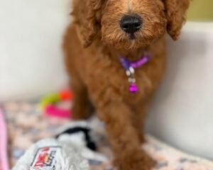 Male Miniature Poodle PROMOTION PUP (Deposit Only ‼️ Please Read The DESCRIPTION Below‼️)
