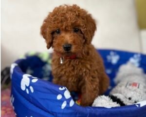 Male Red Teacup Poodle (Deposit Only‼️ Please Read The Description Below‼️)