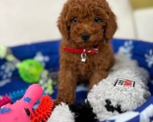 Male Teacup Poodle 🐩(Deposit Only ‼️ Please Read The DESCRIPTION Below‼️)