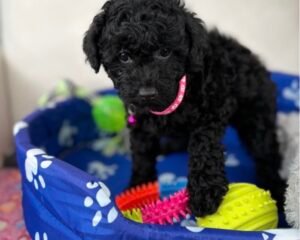 Female BlackTeacup Poodle (Deposit Only‼️ Please Red The DESCRIPTION Below‼️)