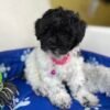 Red And White Black Toy Poodle ‼️ (Deposit Only Please Read The DESCRIPTION Below‼️