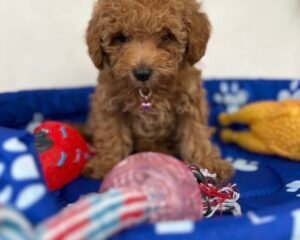 Red Female Teacup Poodle (Deposit Only‼️Please Read The Description Below‼️)