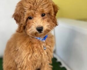 Apricot Female Toy Poodle (Deposit Only‼️Please Read The Description Below‼️)
