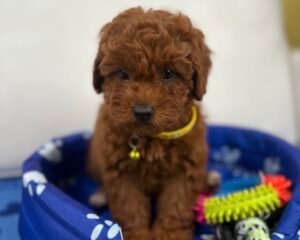 Super Red Female Toy Poodle (Deposit Only‼️Please Read The Description Below‼️)