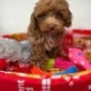 Male Toy Poodle (Deposit Only, Please Read The Description Below‼️)