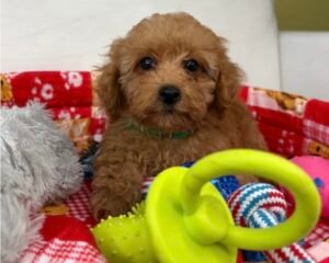 Male Red Teacup Poodle (Deposit Only‼️ Please Read The Description Below‼️)