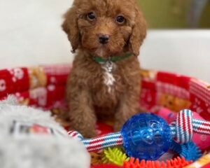 Male Toy Poodle (Deposit Only‼️ Please Read The DESCRIPTION Below‼️)