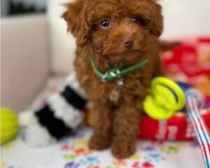 Red Male Teacup Poodle (Deposit Only‼️Please Read The Description Below‼️)