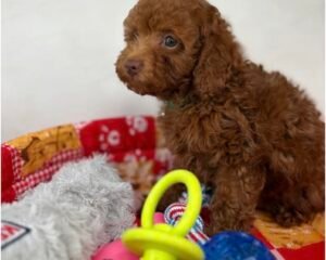 Red Male Toy Poodle (Deposit Only‼️ Please Red The DESCRIPTION Below‼️)