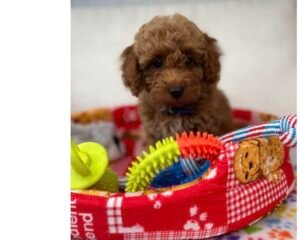 Apricot Female Toy Poodle (Deposit Only‼️Please Read The Description Below‼️)