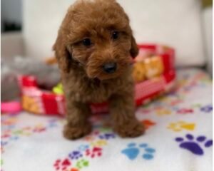 Red Female Toy Poodle 🐩 (Deposit Only ‼️ Please Read The Description Below ‼️)