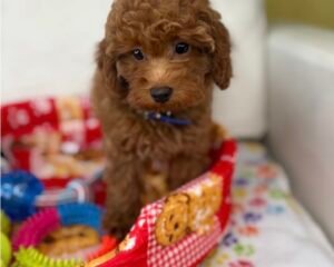 Male Apricot Toy Poodle (Deposit Only ‼️ Please Read DESCRIPTION Below‼️)