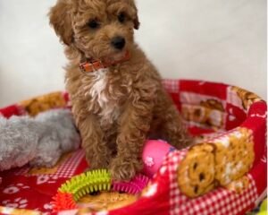 Male Apricot Toy Poodle ( Deposit Only, Please Read The DESCRIPTION Below‼️)