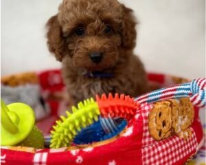 Apricot Female Toy Poodle (Deposit Only‼️Please Read The Description Below‼️)